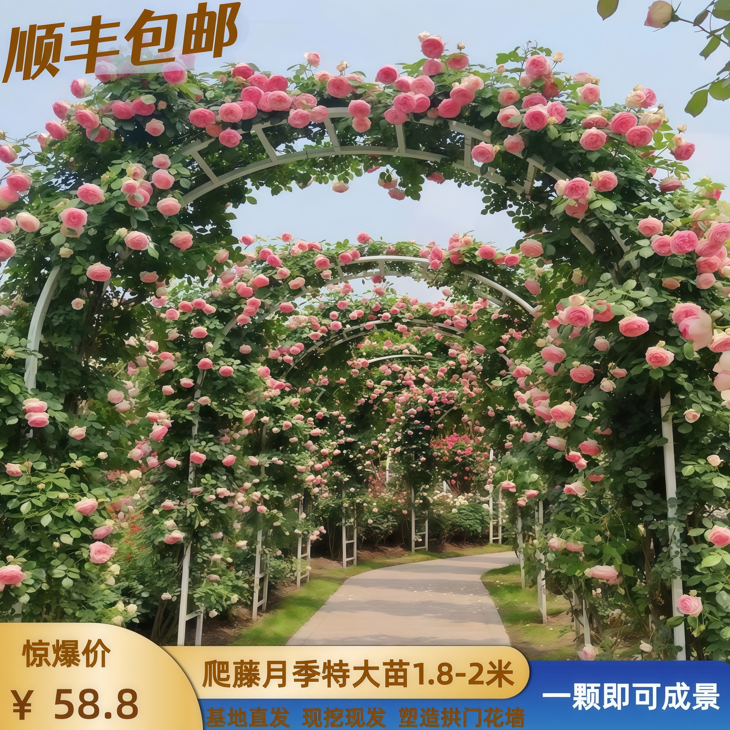 藤本月季大苗爬藤月季蔷薇花苗庭院阳台攀援花卉浓香大花蓝色阴雨,鲜花速递/花卉仿真/绿植园艺,月季/蔷薇/玫瑰,淘宝优惠券,粉丝福利购,淘宝优惠卷