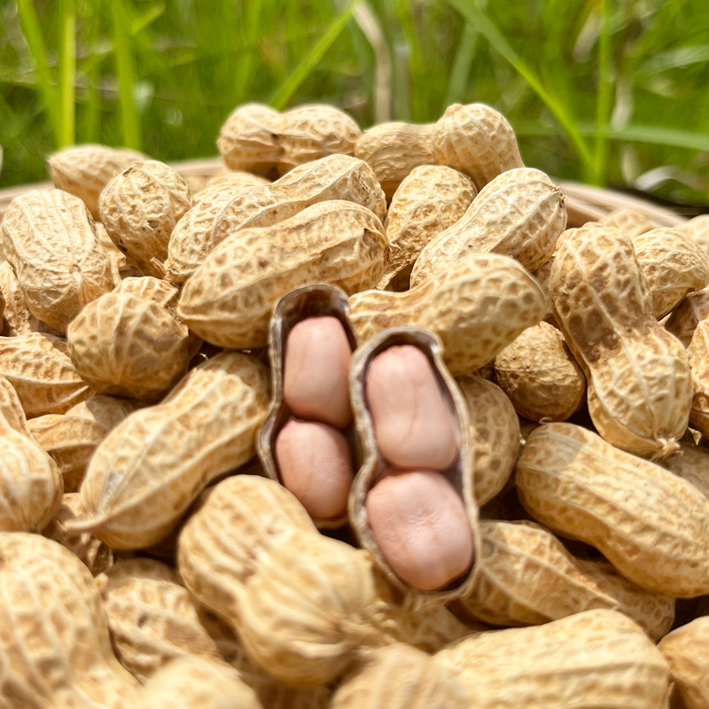 老品种农家自种粉籽白籽生花生