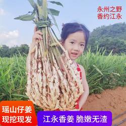 嫩子姜江永香姜嫩姜新鲜生姜仔姜红芽姜芽5斤醋姜腌蔬菜现挖现发