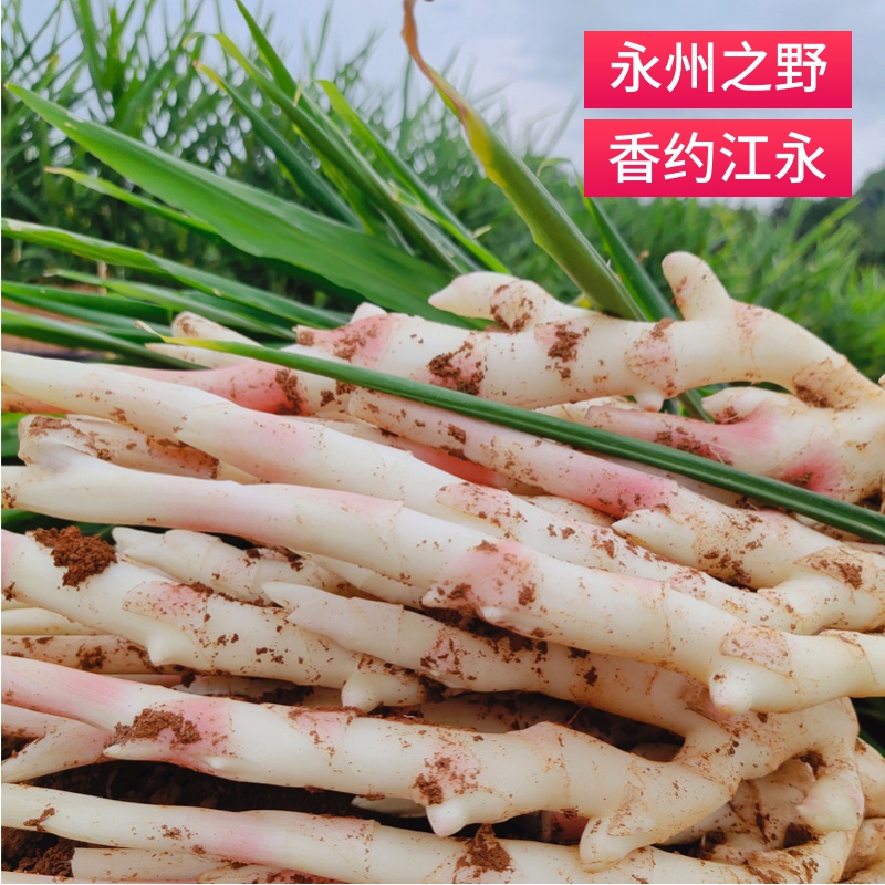 新鲜红芽湖南永州特产现挖嫩姜