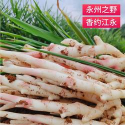 新鲜嫩姜仔姜生姜江永香姜子姜红芽姜醋泡姜湖南永州特产鲜姜现挖