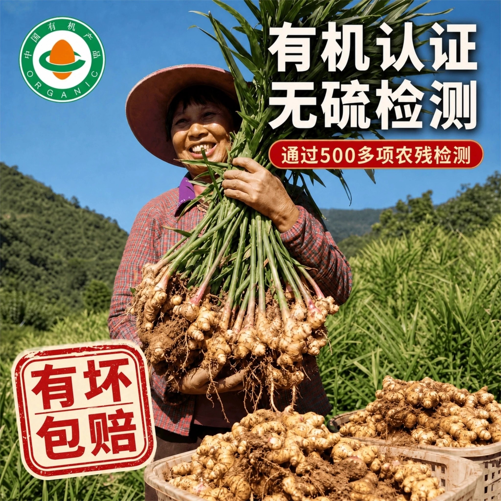 佰家珍品云南小黄姜有机认证
