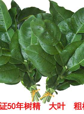 新鲜柚子叶开运转运祈福碌柚叶沐浴50年老树带枝柚子叶新鲜糍粑