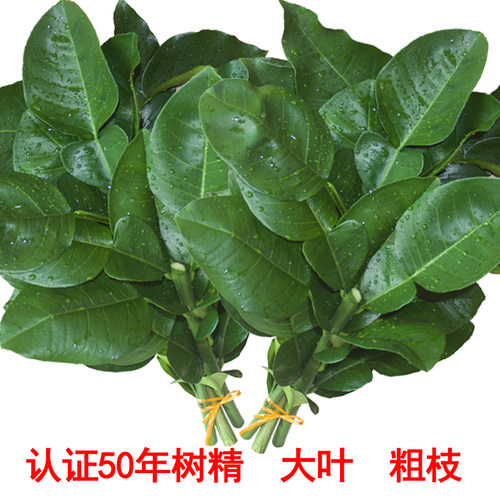 新鲜柚子叶高考开运祈福碌柚叶沐浴50年老树带枝柚子叶新鲜糍粑
