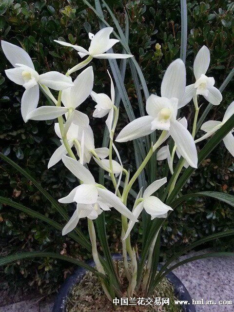 当年开花兰花苗莲瓣兰  雪人  阳台花卉兰花盆栽自然种植