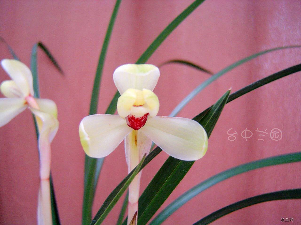 云南老种室内兰花苗盆栽浓香 春兰 【皇帝】 包邮 阳台花卉植物