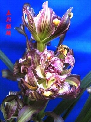 包邮兰花苗 春剑 五彩麒麟  室内阳台盆栽绿植植物花卉