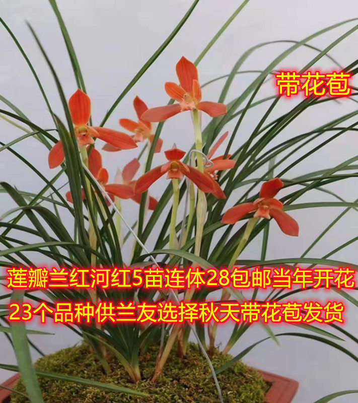 带花苞浓香兰花包邮兰莲瓣兰粉荷红河红绿植兰花盆栽植物花卉兰草