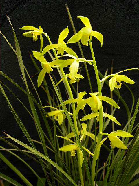 云南室内兰花苗浓香蕙兰 金奥素 阳台花卉兰花盆栽 自然种植