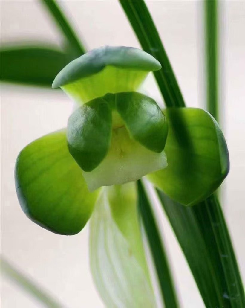 当年开花名品兰花苗 春兰一休 阳台客厅庭院浓香花卉绿植