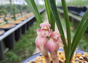 春兰姜氏荷 阳台客厅庭院绿植盆栽 当年开花浓香名品花卉兰花