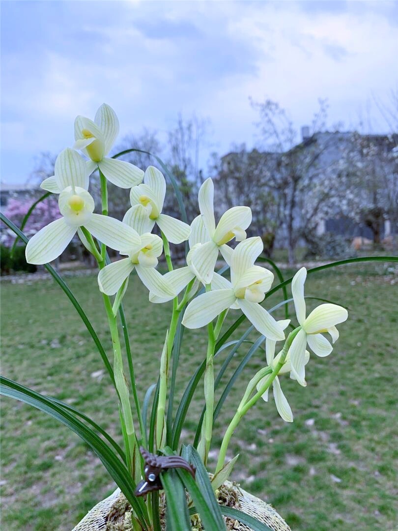 当年开花名品花卉兰花 莲瓣兰白雪公主 浓香阳台客厅庭院绿植