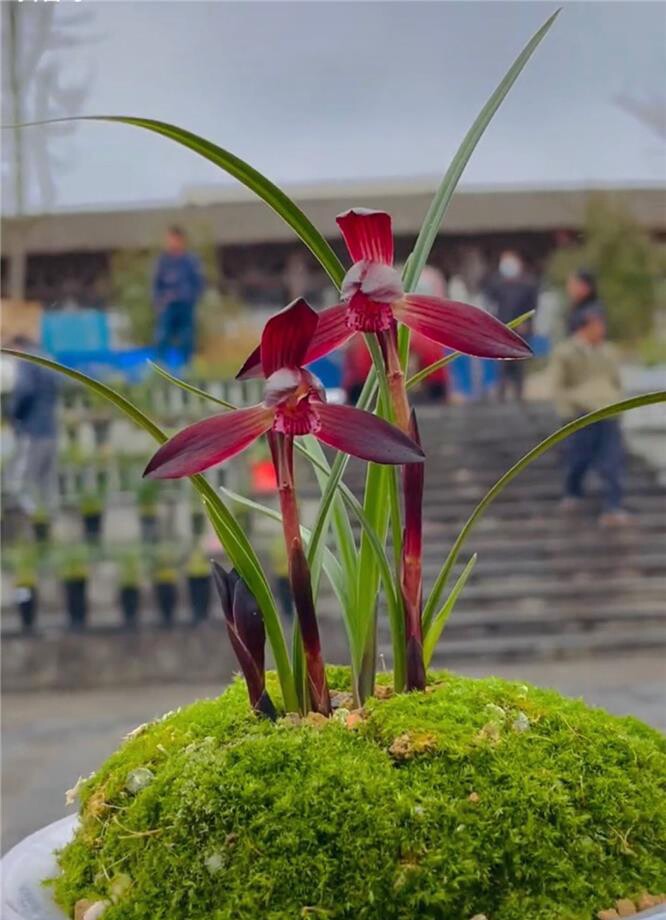 当年开花名品兰花苗 春兰 大中华 浓香阳台室内绿植花卉盆景