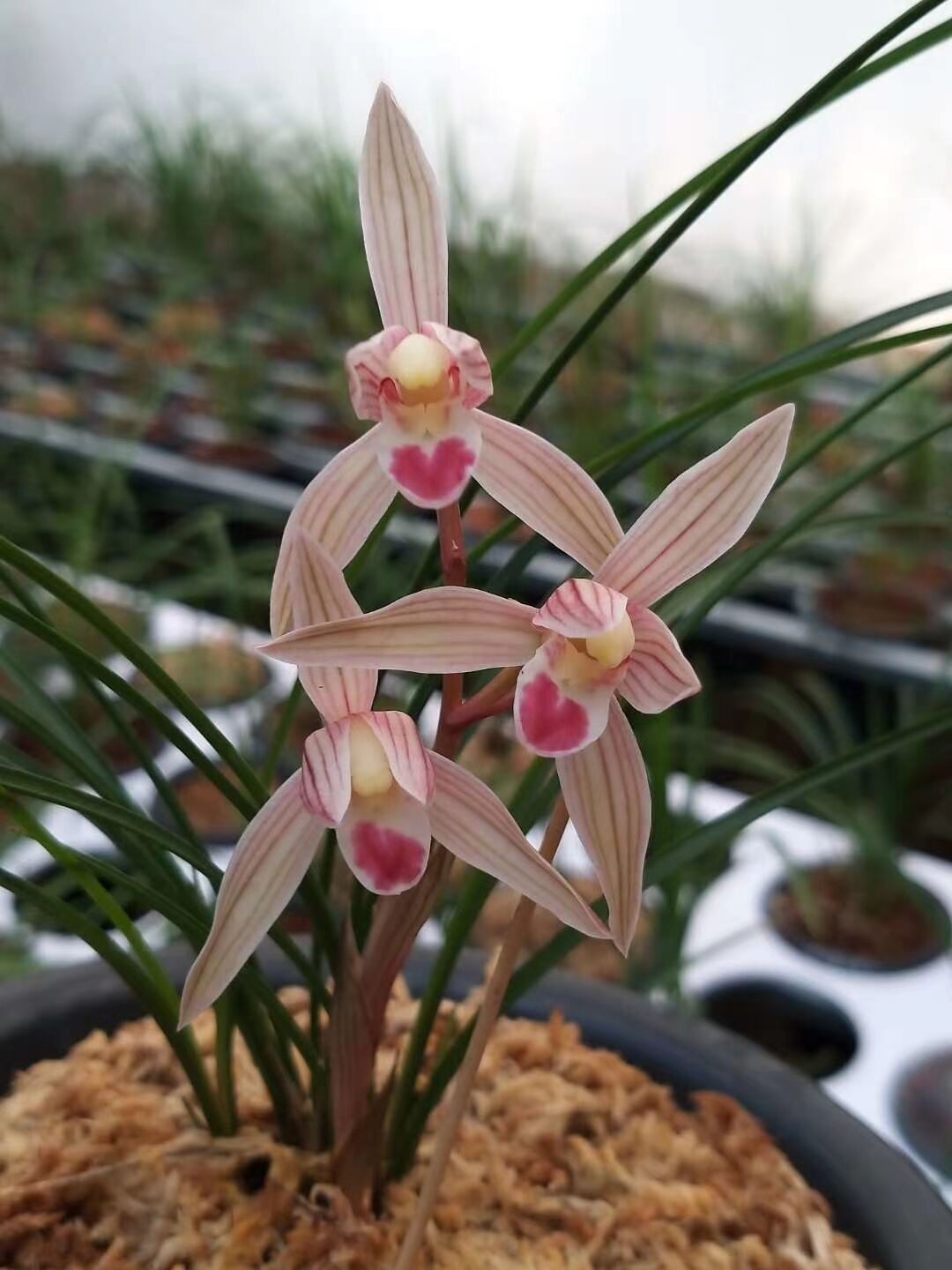 当年开花兰花苗莲瓣兰 水点桃花 阳台花卉兰花盆栽自然种植