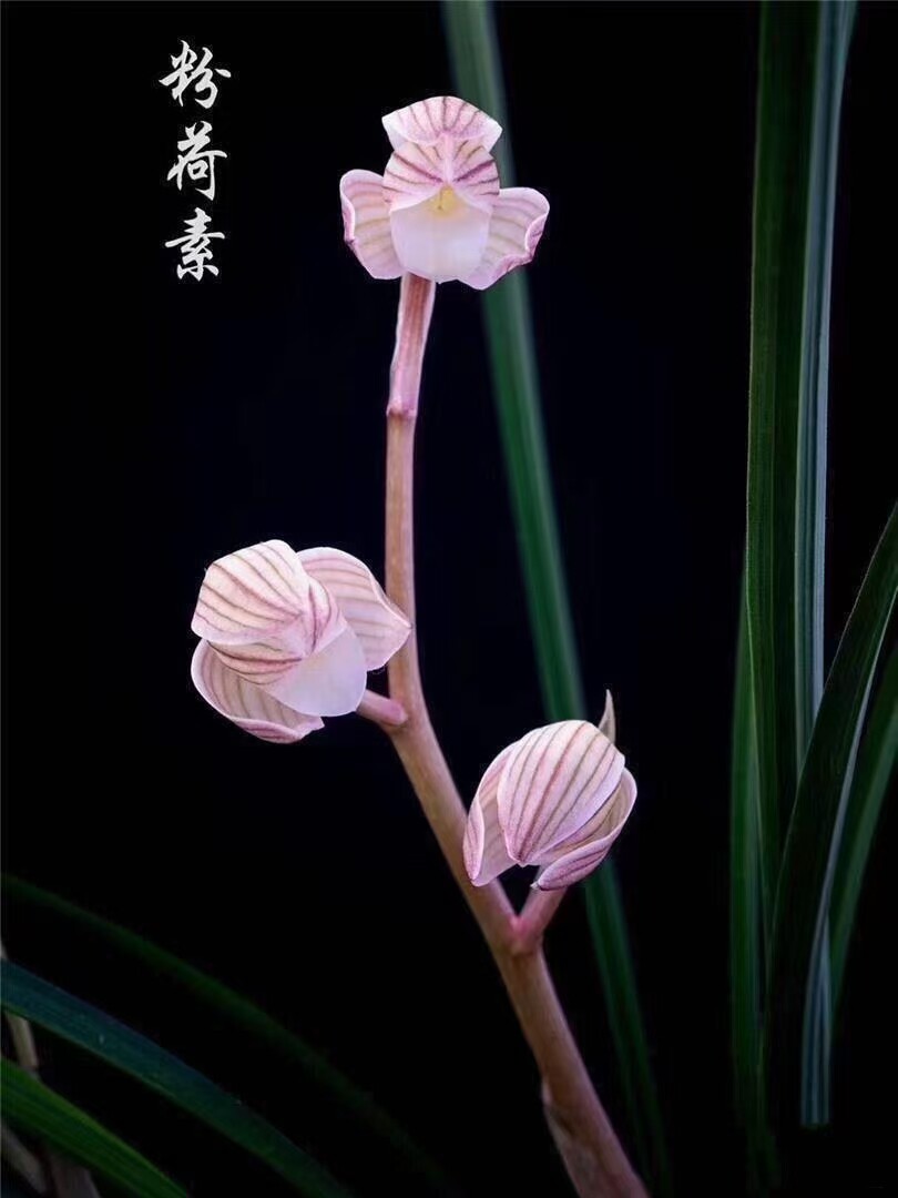 包邮自然老种兰花苗  莲瓣兰粉荷素  浓香花卉园艺盆景盆栽植物