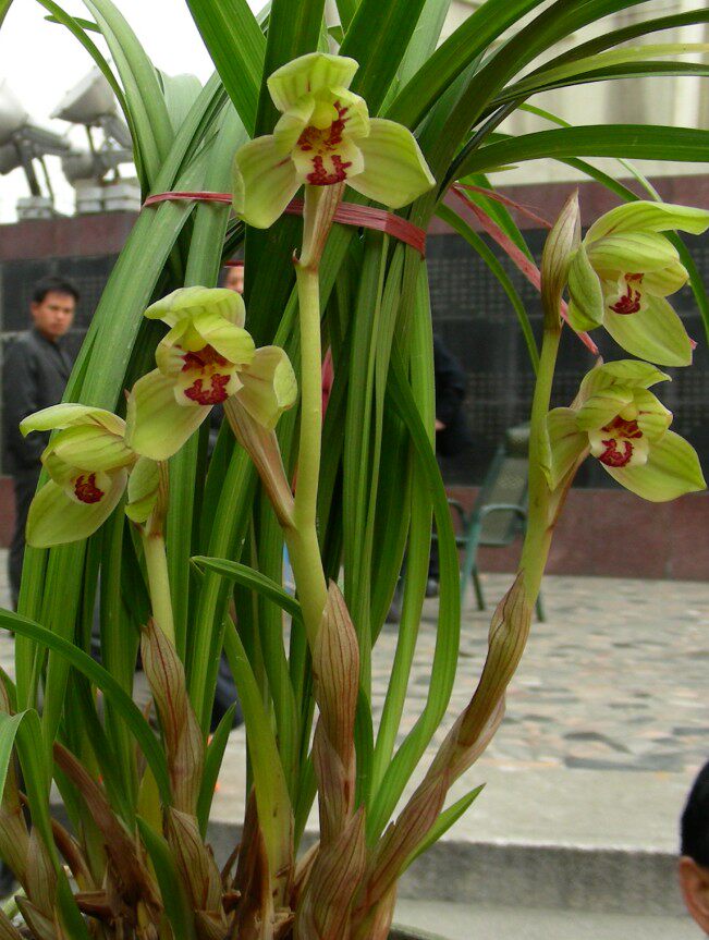 包邮 云南室内兰花苗春剑 将军魂 阳台花卉客厅兰花盆栽 自然养殖