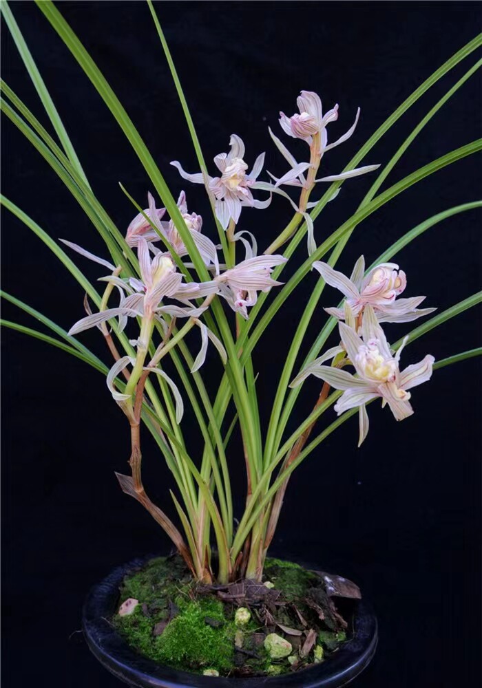 当年开花名品兰花苗盆栽 莲瓣兰金沙树菊 阳台庭院浓香花卉绿