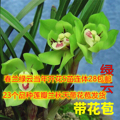 带花苞兰花苗包邮浙江春兰绿云荷瓣阳台花卉植物兰花盆栽兰花草苗