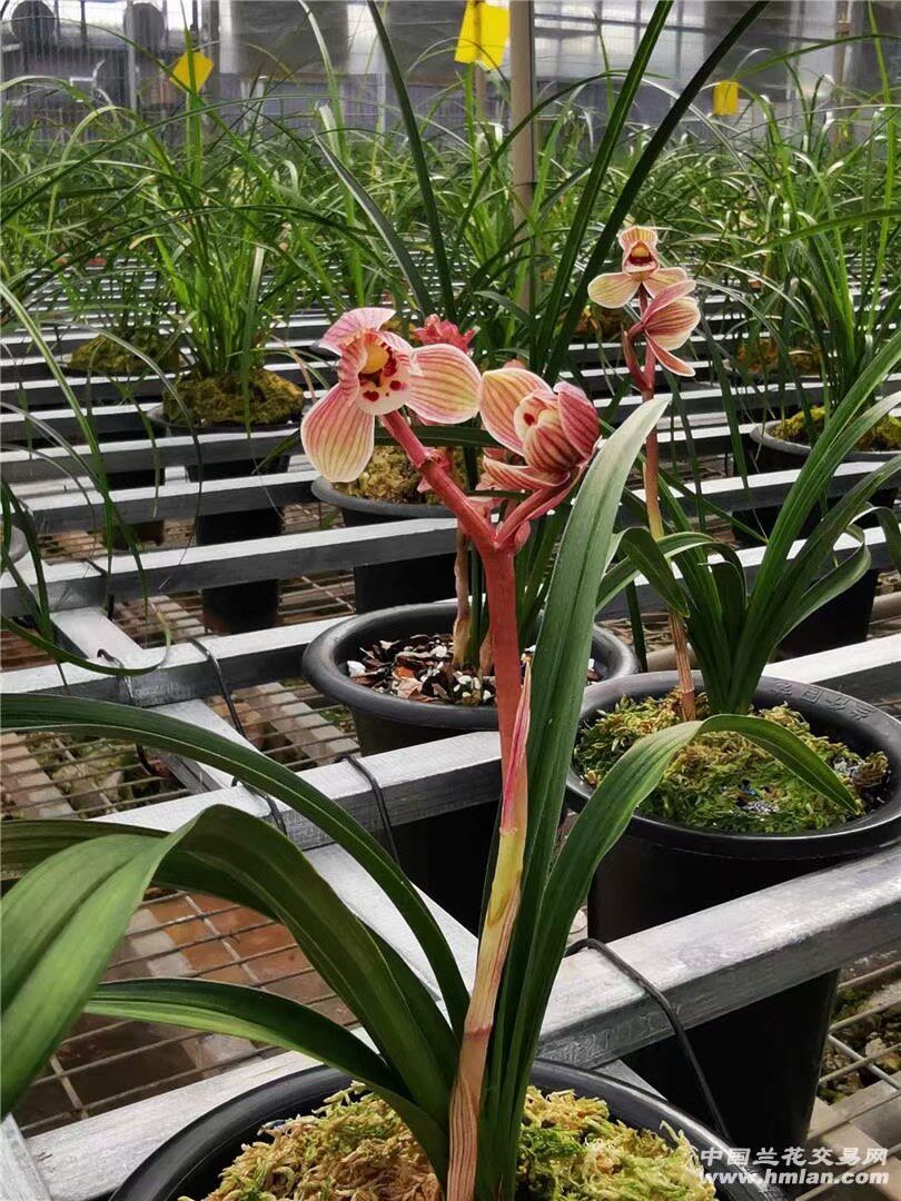 云南兰花苗盆栽花卉 莲瓣兰 镇荷 包邮 老种阳台绿植盆景