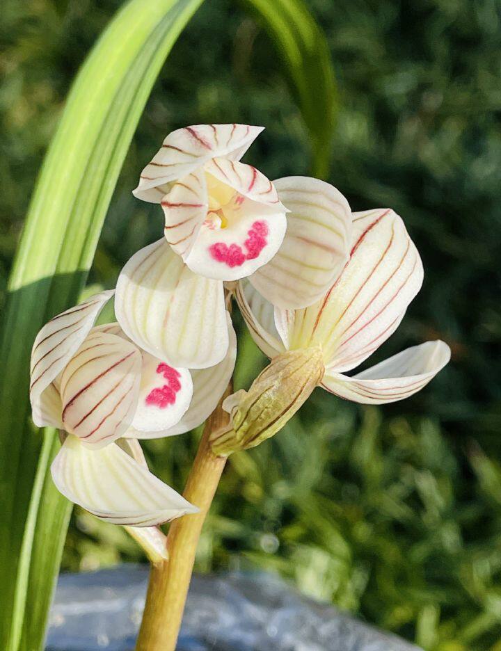 当年开花名品兰花苗盆景 莲瓣兰凤荷 浓香客厅阳台庭院绿植