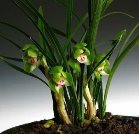 包邮浙江自然老种兰花苗 春兰【翠盖荷】浓香绿植花卉园艺
