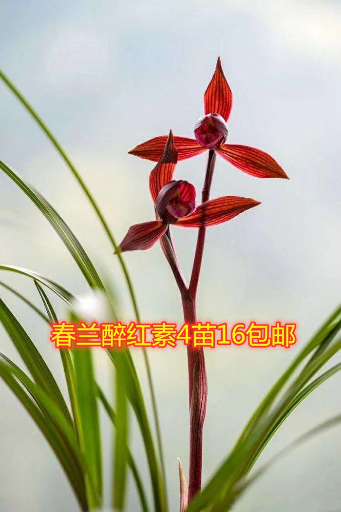 包邮云南老种兰花苗 春兰红花 醉红素  浓香绿植盆栽花卉植物