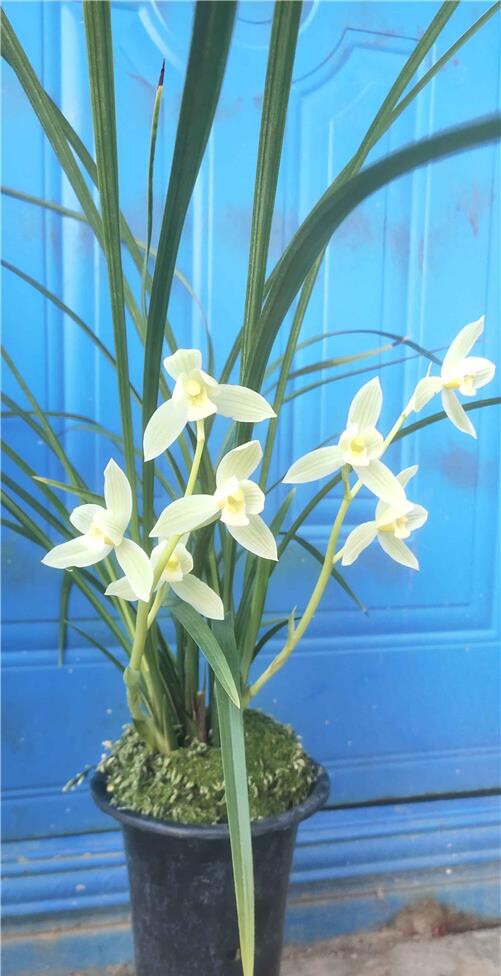 当年开花名品兰花苗 莲瓣兰雪人 浓香阳台客厅庭院绿植花卉