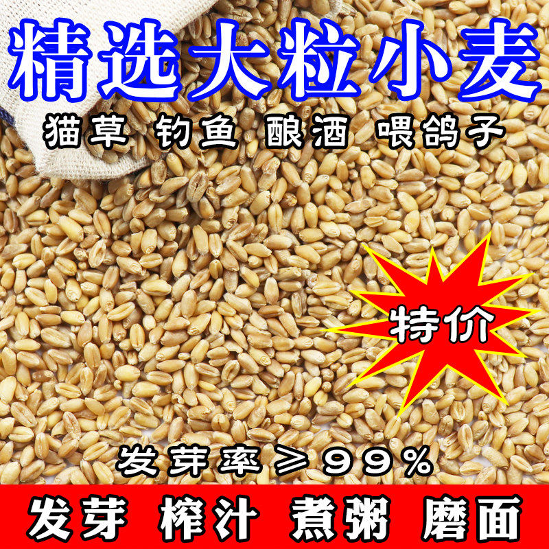 小麦草小麦粒种子发芽猫草麦芽糖磨面喂鸡喂鸽子鱼饵无土栽培包邮