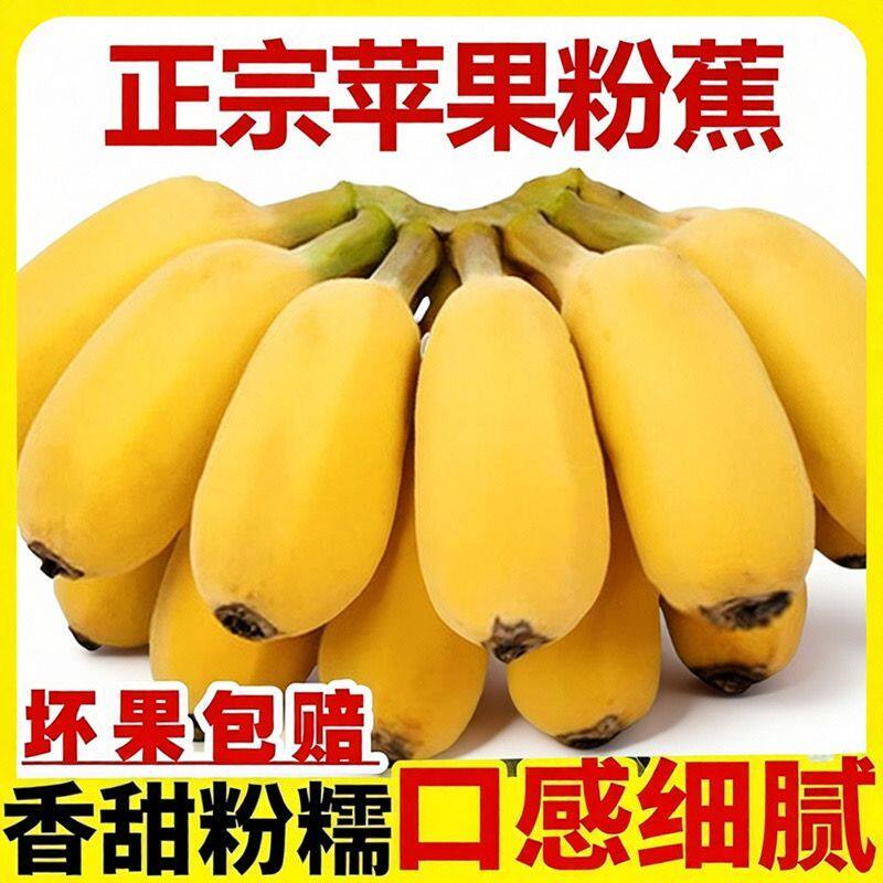 【直播精选】广西苹果蕉粉蕉5/8.5斤新鲜水果包邮