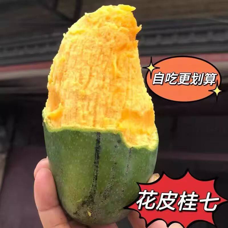 百色桂七芒果田东芒果