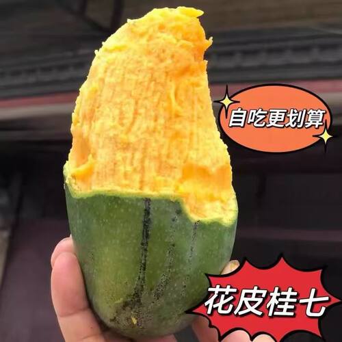 百色桂七芒果田东芒果