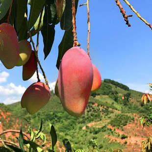 【特大果】广西贵妃芒果红金龙芒果3/5斤整箱包邮新鲜水果