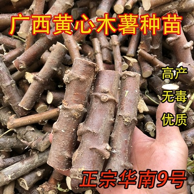广西黄心木薯种苗新鲜包活高产华南九号食用木薯茎苗甜木薯种子