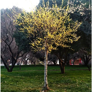 庭院原生高杆腊梅花树苗盆栽老桩耐寒花卉植物阳台冬季 开花浓香型