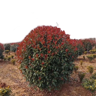 红叶石楠球苗四季长青花卉园林苗木耐寒植物盆栽红罗宾石楠球形花