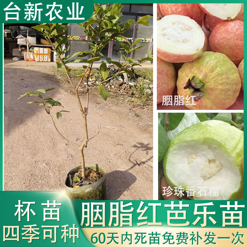 胭脂红番石榴苗红宝石芭乐苗珍珠白肉西瓜芭乐苗带土带叶批发果树