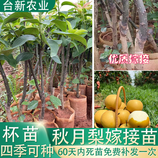 秋月梨树果苗嫁接苗带土叶沙梨树莱阳梨苗丰水梨苗南北种盆栽地栽