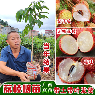 无核荔枝树苖正宗嫁接果树果苗桂味仙进奉带土带叶发货妃子笑地栽