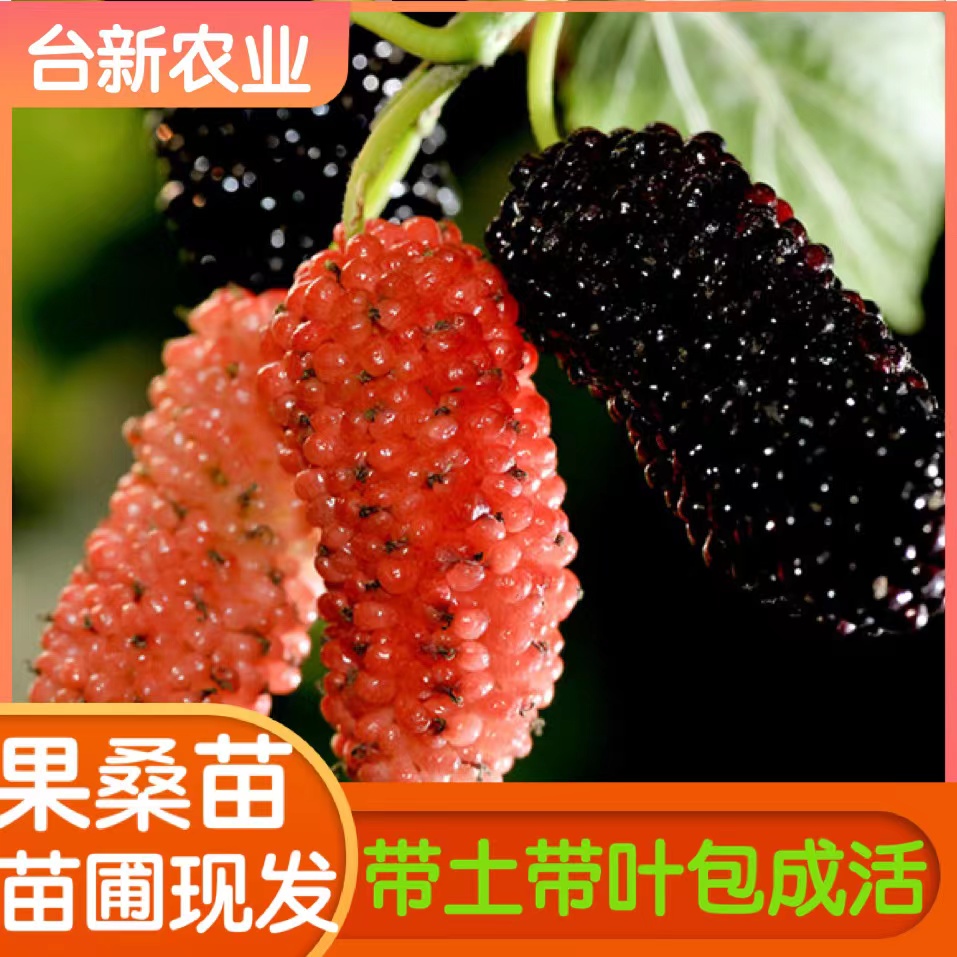 桑葚树苗桑果苗无籽大十果桑苗长果桑葚苗嫁接苗盆栽果树当年结果