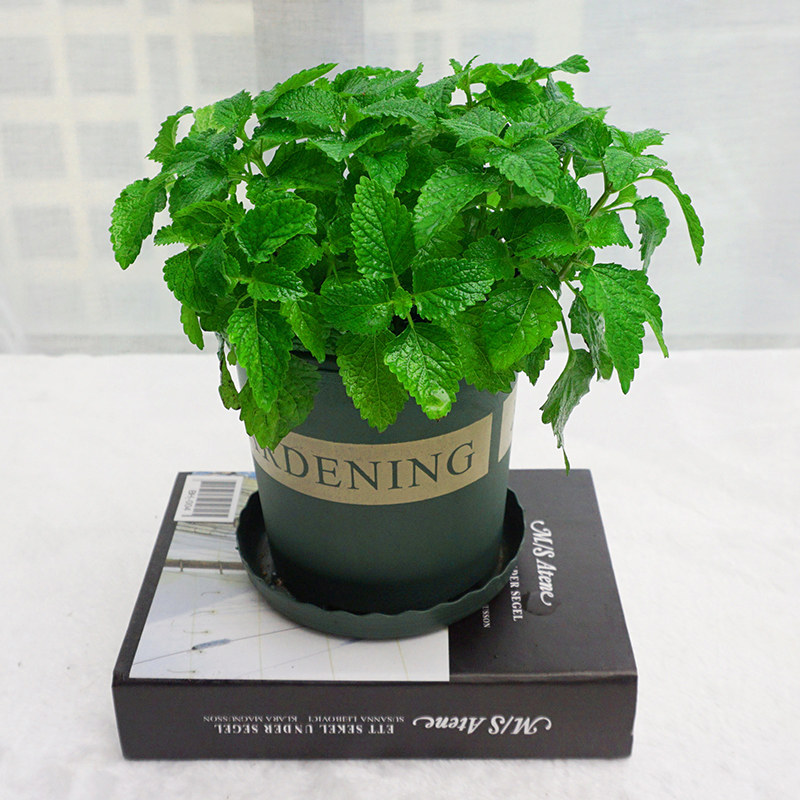 可食用薄荷盆栽驱蚊草柠檬香草植物大叶留兰香溥荷草室内绿植花卉