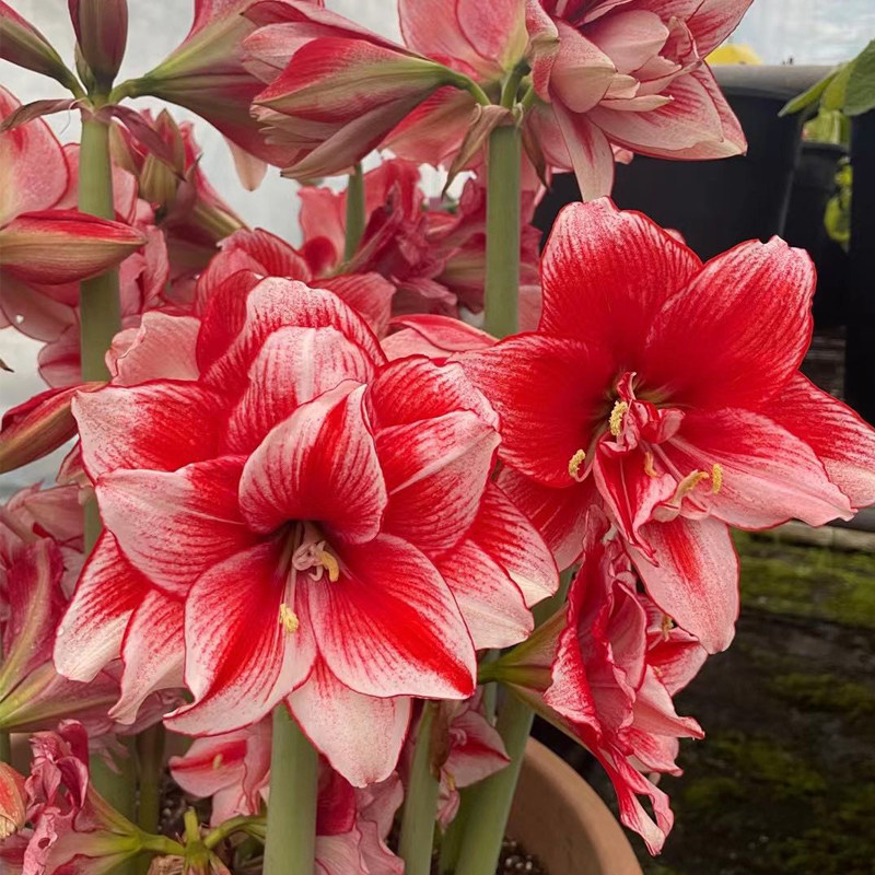 进口朱顶红种球 稀有鬼魅水彩画花孔雀阿弗雷庭院花园阳台植物
