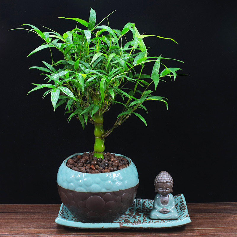 竹子 佛肚竹 紫竹大型四季盆栽客厅阳台摆放盆景庭院种植绿植花卉