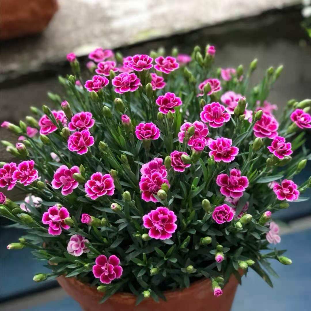 石竹初吻盆栽 阳台花园庭院易活多年生草本植物四季常绿花期长