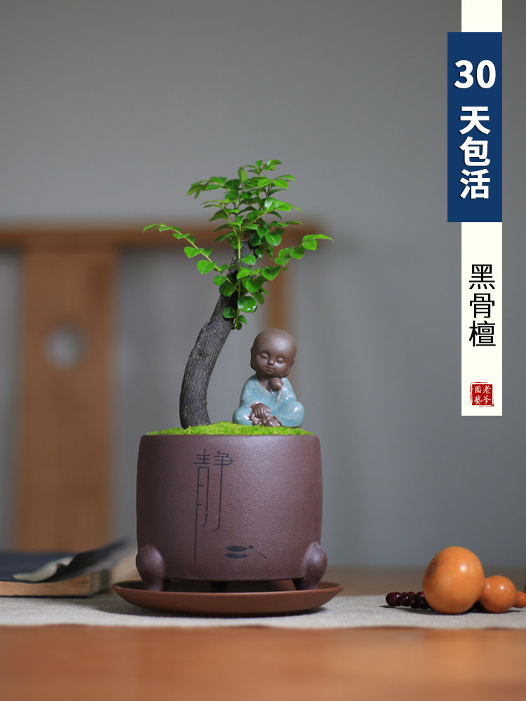 小叶紫檀黑骨茶独枝盆栽盆景绿植微景观四季常青办公室书桌阳台