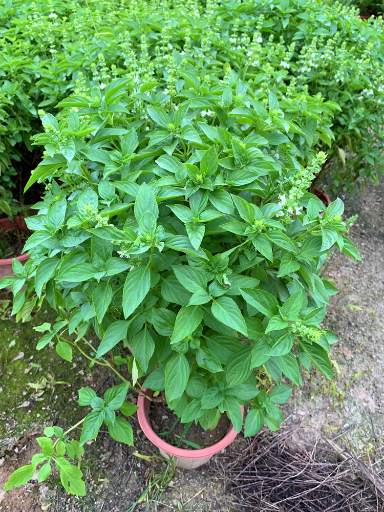 九层塔 金不换植物 罗勒叶 食用盆栽调味香料新鲜苗 室外阳台绿植