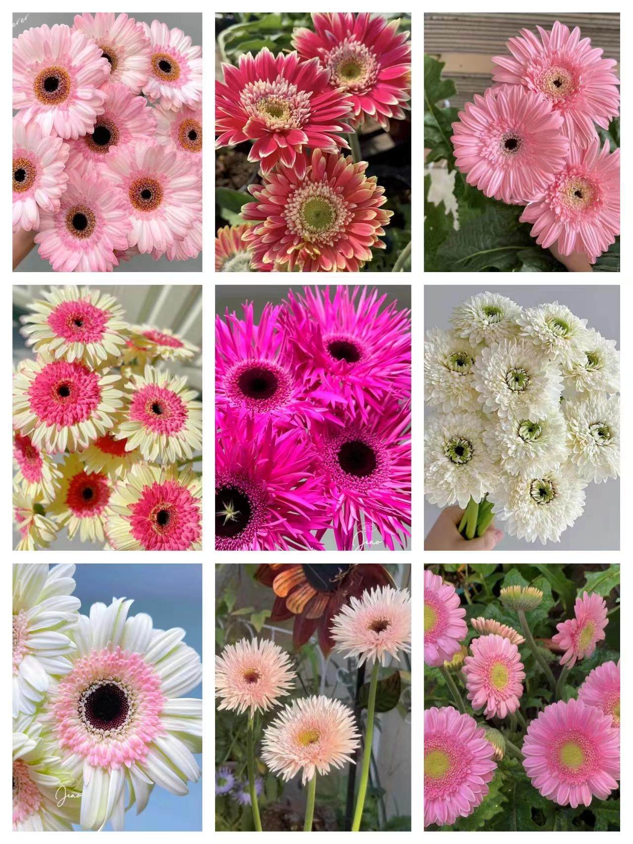 山东基地高杆非洲菊 扶郎花苗盆栽 鲜切花太阳花拉丝菊庭院绿化