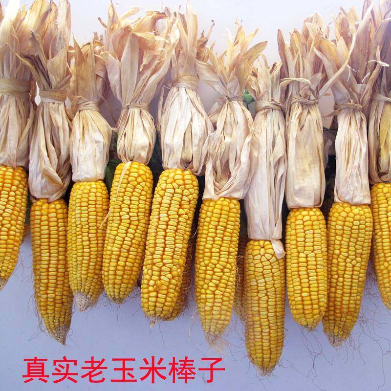 干玉米棒老玉米棒子新货整根带皮带叶天然真实晒干苞米农家乐装饰