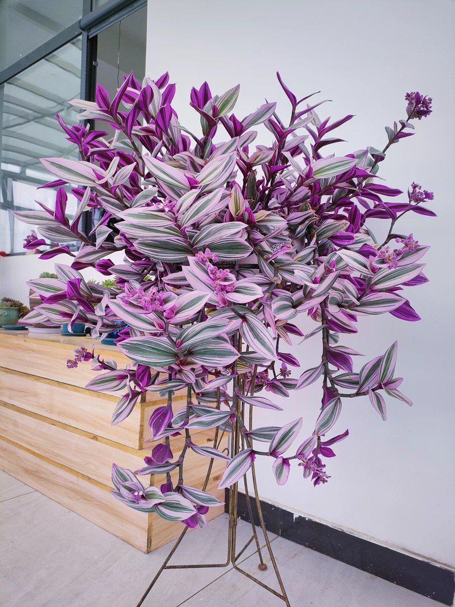 油画婚礼吊兰网红绿植五彩缤纷好养护办公室阳台吸甲醛净化空气