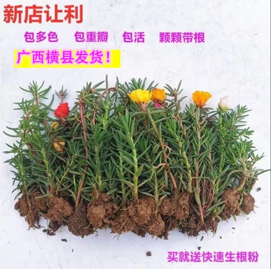 十色重瓣太阳花苗带根带土发货四季开花庭院阳台盆栽植物