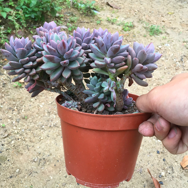 超大紫心多头老桩多肉植物粉色回忆紫色肉肉新手好养绿植花卉盆栽